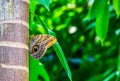 Forest giant owl butterfly sitting on a tree trunk, colorful and tropical specie from America Royalty Free Stock Photo