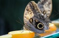 Forest Giant Owl Butterfly on an orange-Stock Photos