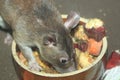 Forest giant pouched rat Royalty Free Stock Photo