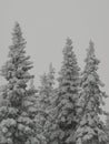 Forest giants under the snow on the background of clouds in the Ural mountains.