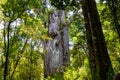 Forest giants. Waipoua kauri forest. Nature parks of New Zealand. Royalty Free Stock Photo