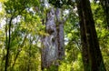 Forest giants. Waipoua kauri. Nature parks of New Zealand. Royalty Free Stock Photo