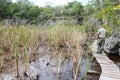 The forest at Giron on Cuba Royalty Free Stock Photo