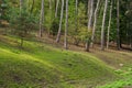 Forest glade against the background of a dense green forest Royalty Free Stock Photo