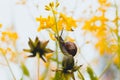 In a forest glade among beautiful yellow flowers, a snail is eating a plant stalk Royalty Free Stock Photo