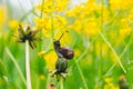 In a forest glade among beautiful yellow flowers, a snail is eating a plant stalk. Royalty Free Stock Photo