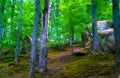 Forest glade covered moss trees trail Royalty Free Stock Photo