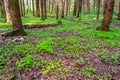 Forest glade with delicate white and pink flowers of Oxalis oregana redwood sorrel, Oregon oxalis next to green leaves.