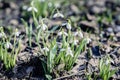 Forest glade with delicate snowdrops in last year`s foliage. Concept of the first spring plants, seasons, weather Royalty Free Stock Photo