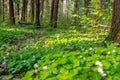 Forest glade with delicate white and pink flowers of Oxalis oregana redwood sorrel, Oregon oxalis next to green leaves.