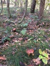 A forest glade with edible mushrooms growing on it. View from above Royalty Free Stock Photo