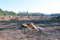 Forest glade after the felling of trees