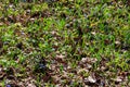 Forest glade with first spring flowers