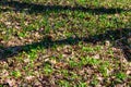 Forest glade with first spring flowers