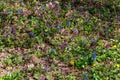 Forest glade with first spring flowers