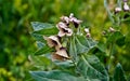 In a forest glade flowers henbane.