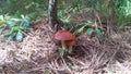 In a forest glade among the grass and dry pine needles under a pine grew a pair of summer tubular mushrooms oilcan Royalty Free Stock Photo