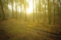 Forest glade in a light of evening sun Royalty Free Stock Photo