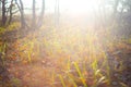 forest glade in light of sparkle sun