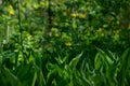 Forest glade with lilies of the valley and celandine green background bokeh. Spring wildplants. Royalty Free Stock Photo