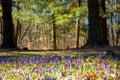 Forest glade nature background in spring Royalty Free Stock Photo