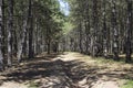 Forest glade, pine trees, rest in the forest Royalty Free Stock Photo