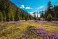 Forest glade with purple crocus flowers and snowy mountains, Romania Royalty Free Stock Photo