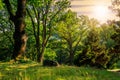 Forest glade in shade of the trees at sunset