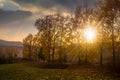 Forest glade in shade of the trees at sunset Royalty Free Stock Photo