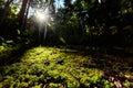 Forest glade shire hobbits