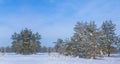forest glade in a snow under blue cloudy sky at the bright winter day Royalty Free Stock Photo