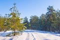forest glade in a snow under blue cloudy sky at the bright winter day Royalty Free Stock Photo