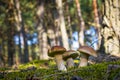 Forest glade with three cep mushrooms Royalty Free Stock Photo