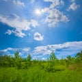 forest glade under a sparkle sun Royalty Free Stock Photo