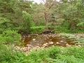 Forest Of Glen Tanar