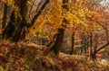 Forest in golden brown foliage on sunny day