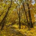 Forest with golden leaves and shallow stream Royalty Free Stock Photo