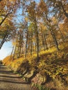 Forest with golden trees leaves Royalty Free Stock Photo