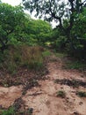 Forested farm and tree