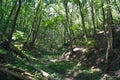 Forest gorge. Nature of the Saratov region