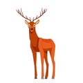 Forest graceful deer with antlers in standing pose. Wildlife of forest mammals concept. Cartoon vector Illustration flat