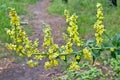 Large herbal plant with a beautiful inflorescence of a yellow flower in the spring forest.