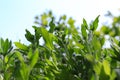 Forest grass closeup in summer Sunny den. The grass texture for the background. Photo closeup of leaves.