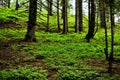 Forest, grass and fir trees Royalty Free Stock Photo