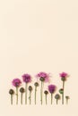 Forest grass and flowers thorn thistle or burdock as stylish botanical background pastel colored