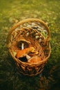 In the forest among the grass there is a wicker wooden basket with collected mushrooms. Picking mushrooms in the summer.