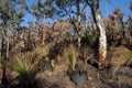 Forest with Grass trees, after a controlled fire to guard against wildfire, Australia Royalty Free Stock Photo