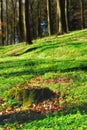 Forest, grass and trees in nature or environment with landscape, greenery and conservation for picnic. Woods, ecosystem Royalty Free Stock Photo