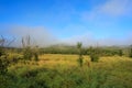 Forest and grassland under blue sky