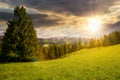 forest on the grassy hill at sunset Royalty Free Stock Photo